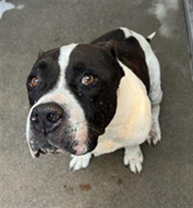 Shelter Stray Male Dog last seen DULWICH WAY & EAST COMMERCE, 2127 Front St, Sacramento, CA 95818, USA