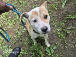 Shelter Stray Male Dog last seen Near BLOCK LITTLEFIELD ST, DETROIT, MI 48228, 7401 Chrysler Dr, Detroit, MI 48211, USA