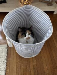 Lost Female Cat last seen Corner of South Hoopes and Walnut, Auburn, NY 13021