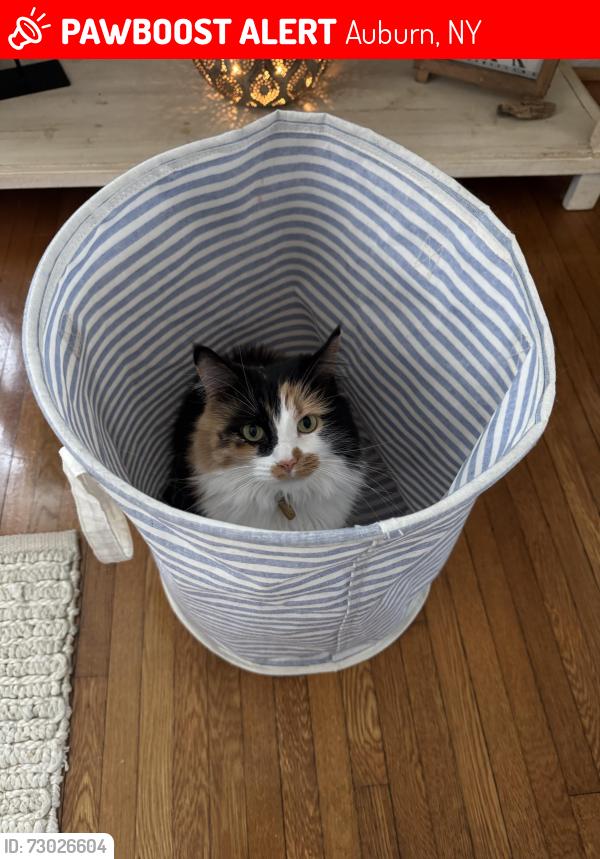 Lost Female Cat last seen Corner of South Hoopes and Walnut, Auburn, NY 13021
