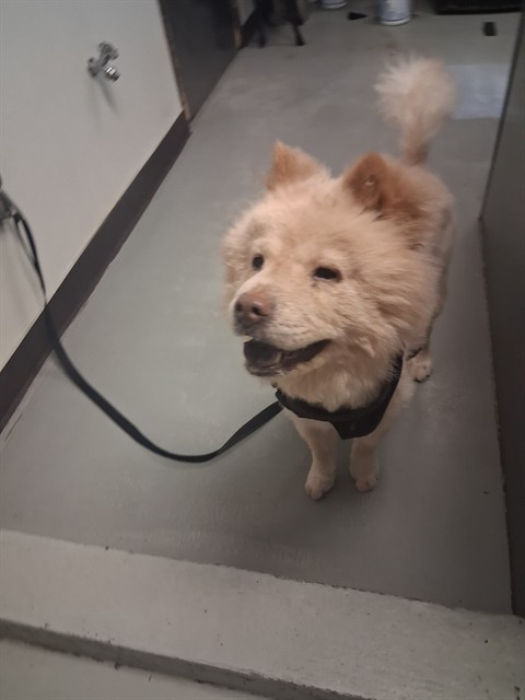 Shelter Stray Male Dog last seen SNOW/COFFEE, BAKERSFIELD, 201 S Mt Vernon Ave, Bakersfield, CA 93307, USA