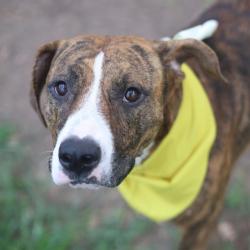 Shelter Stray Female Dog last seen HILDEBRAND AND FRESNO NEAR FRONTAGE RD, 4710 TX-151, San Antonio, TX 78227, USA