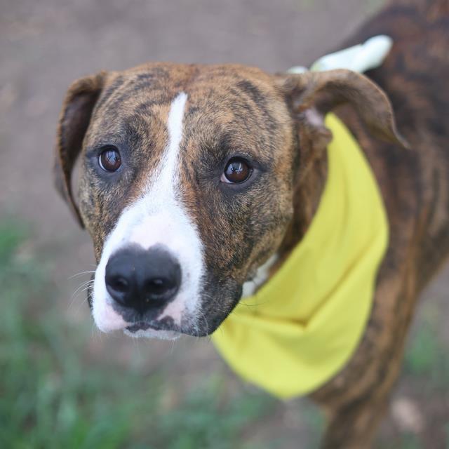 Shelter Stray Female Dog last seen HILDEBRAND AND FRESNO NEAR FRONTAGE RD, 4710 TX-151, San Antonio, TX 78227, USA