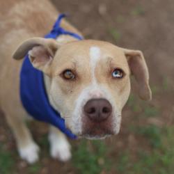 Shelter Stray Female Dog last seen Near BLOCK STILL WATER, 4710 TX-151, San Antonio, TX 78227, USA