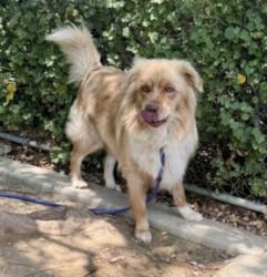 Shelter Stray Male Dog last seen , 11361 W Pico Blvd, Los Angeles, CA 90064, USA