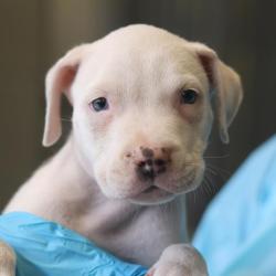 Shelter Stray Male Dog last seen WHITTIER, 4710 TX-151, San Antonio, TX 78227, USA