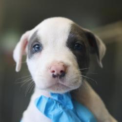 Shelter Stray Male Dog last seen WHITTIER, 4710 TX-151, San Antonio, TX 78227, USA