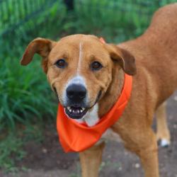 Shelter Stray Male Dog last seen Near BLOCK SHAVANO LANDING, 4710 TX-151, San Antonio, TX 78227, USA