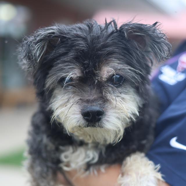 Shelter Stray Male Dog last seen Near BLOCK PRICE, 4710 TX-151, San Antonio, TX 78227, USA