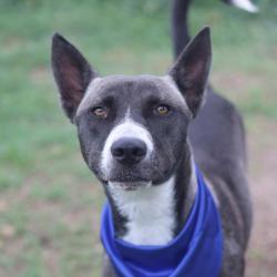 Shelter Stray Female Dog last seen Near BLOCK PRICE, 4710 TX-151, San Antonio, TX 78227, USA