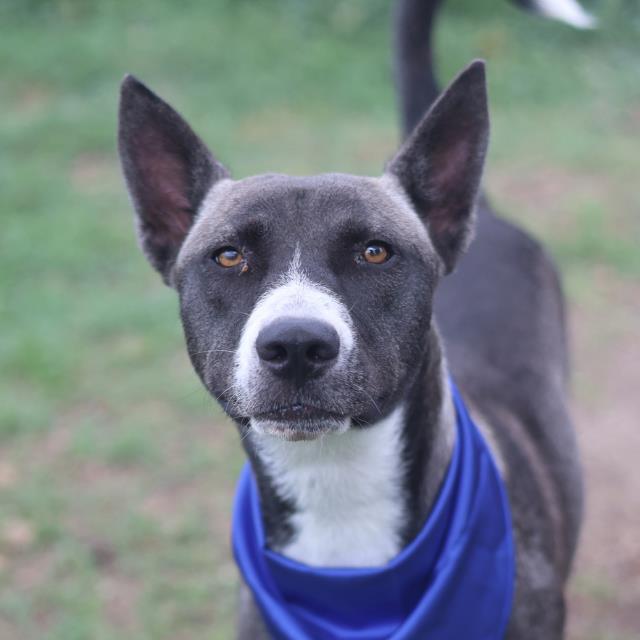 Shelter Stray Female Dog last seen Near BLOCK PRICE, 4710 TX-151, San Antonio, TX 78227, USA