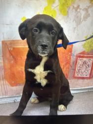 Shelter Stray Female Dog last seen Near BLOCK ARROW BLVD, 333 Chandler Pl, San Bernardino, CA 92408, USA