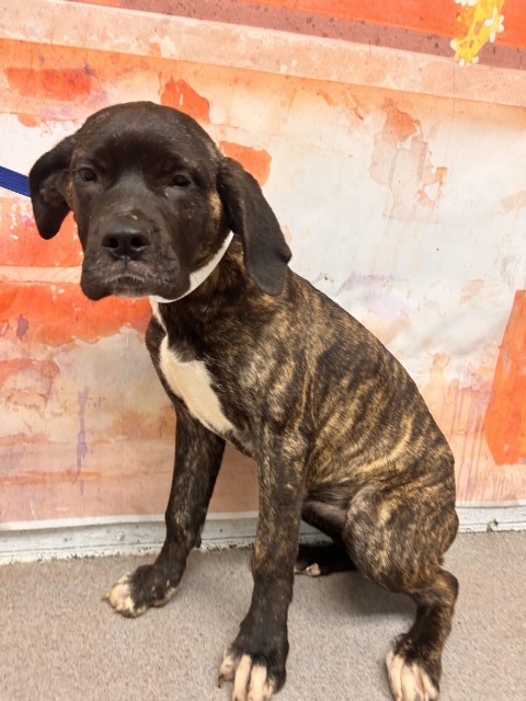 Shelter Stray Female Dog last seen Near BLOCK ARROW BLVD, 333 Chandler Pl, San Bernardino, CA 92408, USA