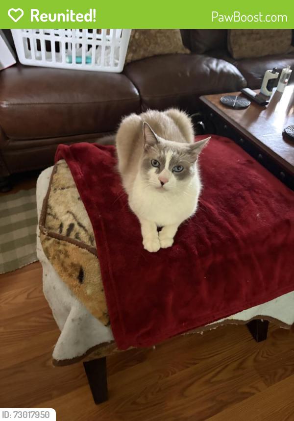 Reunited Male Cat last seen Firestone lane, Macedonia, OH 44056