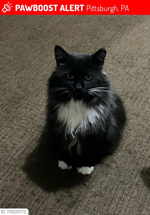 Lost Male Cat last seen Near Juniper St, Pittsburgh, PA 15224
