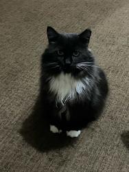 Lost Male Cat last seen Near Juniper St, Pittsburgh, PA 15224