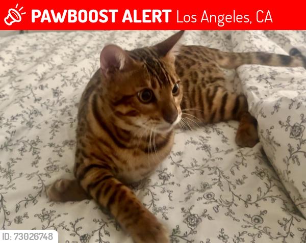 Lost Male Cat last seen S Ogden Dr and Colgate Ave / Hancock Park Elementary or Fairfax Ave, Los Angeles, CA 90048