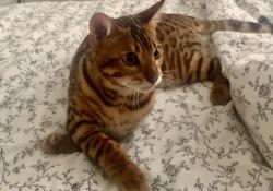 Lost Male Cat last seen S Ogden Dr and Colgate Ave / Hancock Park Elementary or Fairfax Ave, Los Angeles, CA 90048