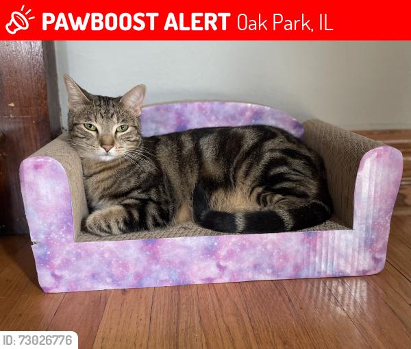 Lost Male Cat last seen Taylor park , Oak Park, IL 60302