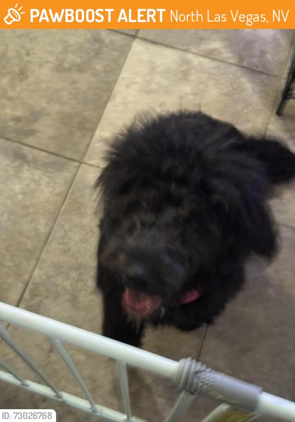 Found/Stray Unknown Dog last seen Commerce and tropical, North Las Vegas, NV 89031