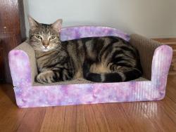 Lost Male Cat last seen Taylor park , Oak Park, IL 60302