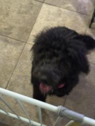 Found/Stray Unknown Dog last seen Commerce and tropical, North Las Vegas, NV 89031