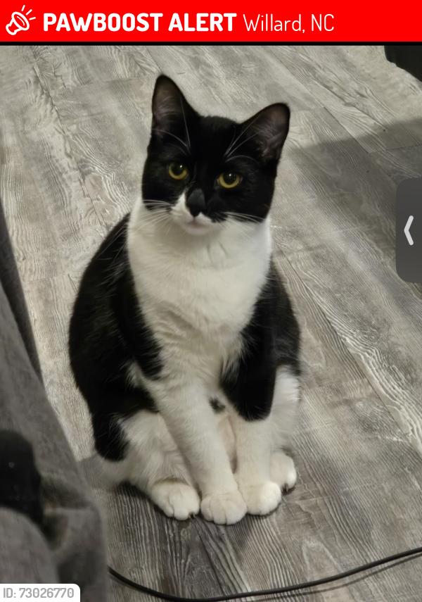 Lost Female Cat last seen she was lost in Willard, North Carolina. I have no idea the address because my friend won’t tell me and she’s the one who lost her, Willard, NC 28478
