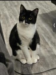 Lost Female Cat last seen she was lost in Willard, North Carolina. I have no idea the address because my friend won’t tell me and she’s the one who lost her, Willard, NC 28478