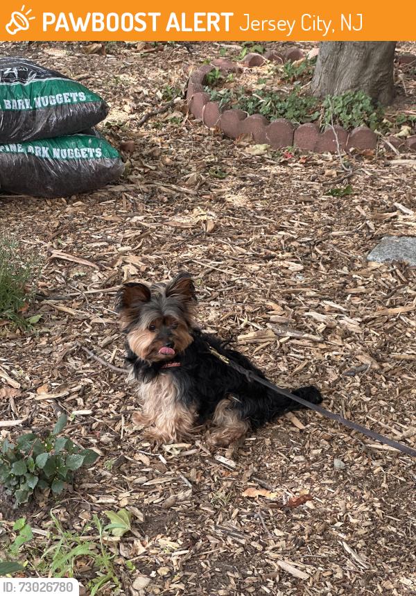 Found/Stray Unknown Dog last seen JFK and West Side Avenue , Jersey City, NJ 07304