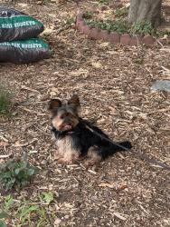 Found/Stray Unknown Dog last seen JFK and West Side Avenue , Jersey City, NJ 07304
