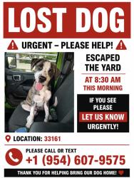 Reunited Male Dog last seen Whole Foods 12150 Biscayne Blvd, North Miami, FL 33181, Biscayne Park, FL 33161