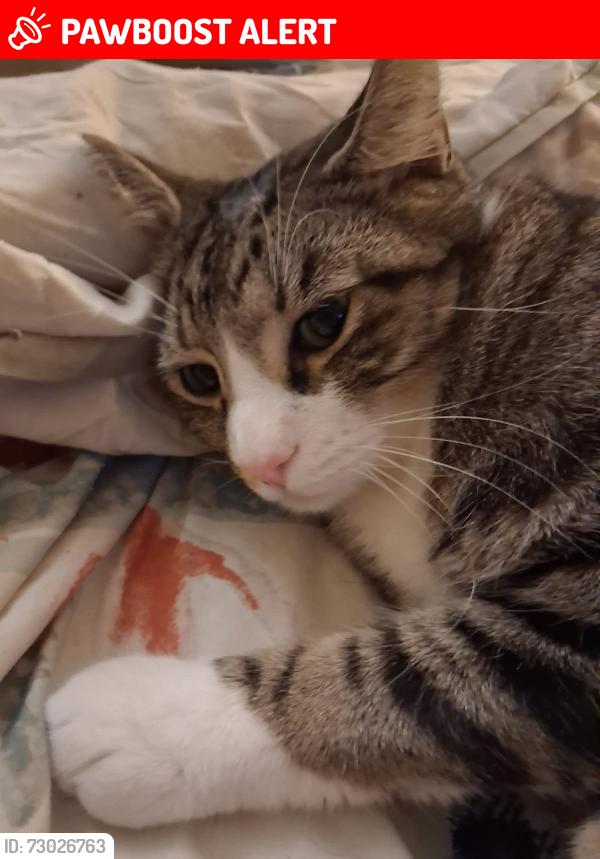 Lost Male Cat last seen Near 200st brookswood, Langley Township, BC V2Z 2C1