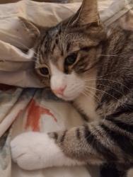 Lost Male Cat last seen Near 200st brookswood, Langley Township, BC V2Z 2C1