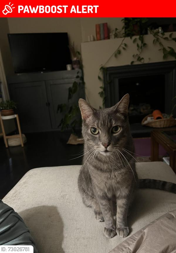 Lost Male Cat last seen Milano Dr at Riva on the River, West Sacramento, CA 95691