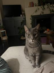 Lost Male Cat last seen Milano Dr at Riva on the River, West Sacramento, CA 95691