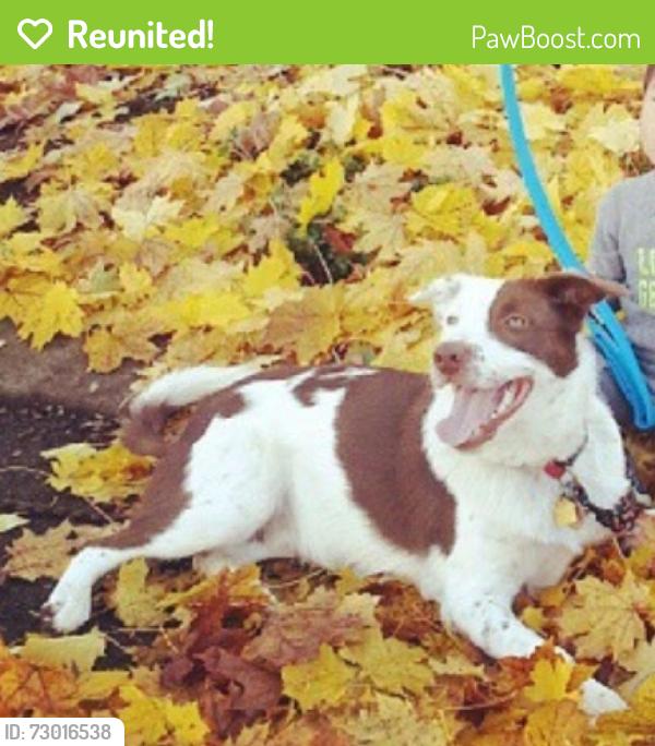 Reunited Male Dog last seen Near S Kingsley Dr, Los Angeles, CA 90004, USA, Los Angeles, CA 90004