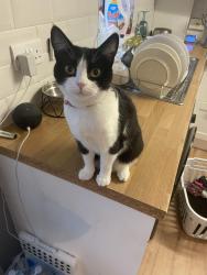 Lost Female Cat last seen Carr lane, hollins lane, West Yorkshire, England BD18