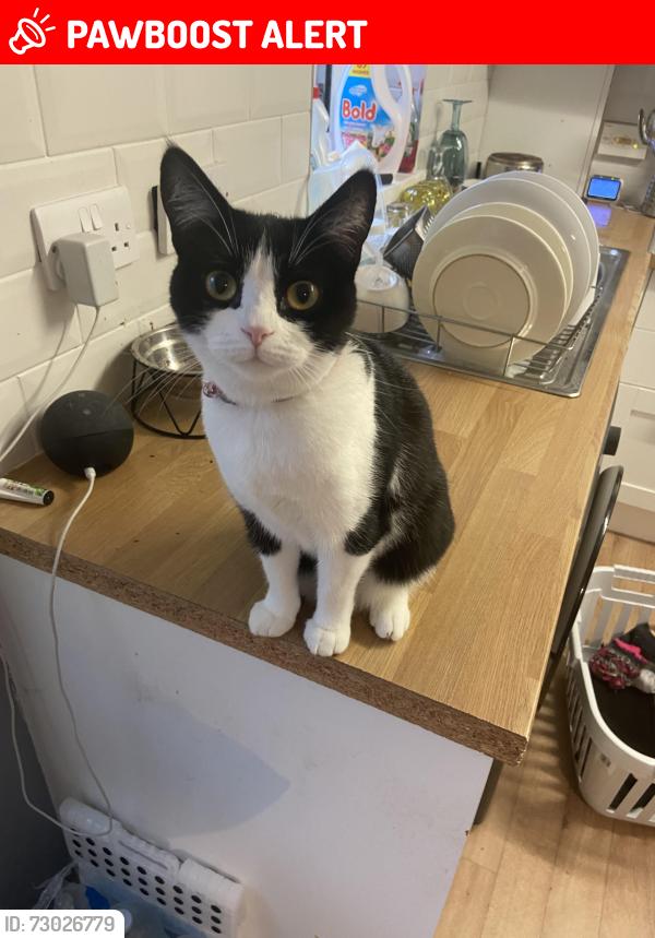 Lost Female Cat last seen Carr lane, hollins lane, West Yorkshire, England BD18
