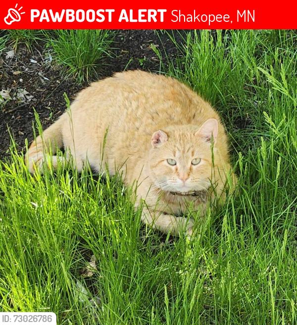 Lost Male Cat last seen Dem con blvd, Shakopee, MN 55379