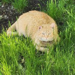 Lost Male Cat last seen Dem con blvd, Shakopee, MN 55379