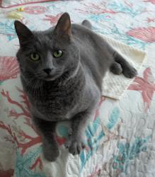 Lost Female Cat last seen Janes Way, Chesapeake, Va, Chesapeake, VA 23320