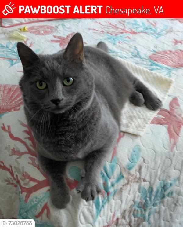 Lost Female Cat last seen Janes Way, Chesapeake, Va, Chesapeake, VA 23320