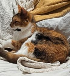 Lost Female Cat last seen Landmark (Lowes of Hickory) Viewmont area, Hickory, NC 28601