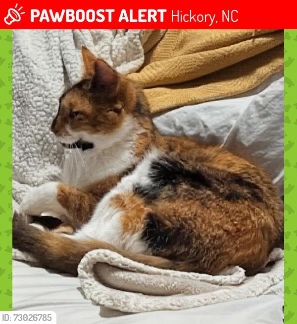 Lost Female Cat last seen Landmark (Lowes of Hickory) Viewmont area, Hickory, NC 28601
