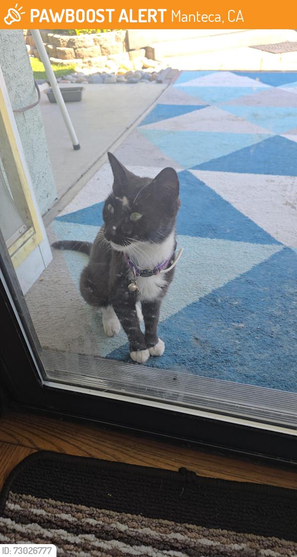 Found/Stray Female Cat last seen Mission Ridge, Manteca, CA 95337