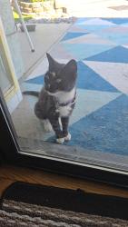 Found/Stray Female Cat last seen Mission Ridge, Manteca, CA 95337