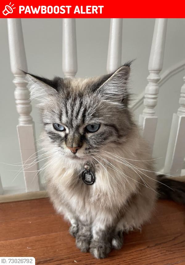 Lost Female Cat last seen Hazelwood School, Greater London, England N13