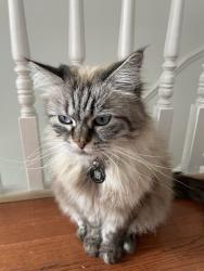 Lost Female Cat last seen Hazelwood School, Greater London, England N13