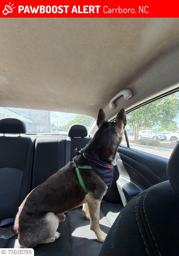Lost Male Dog last seen Villages of chapel hill, Carrboro, NC 27510