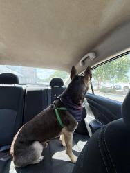 Lost Male Dog last seen Villages of chapel hill, Carrboro, NC 27510